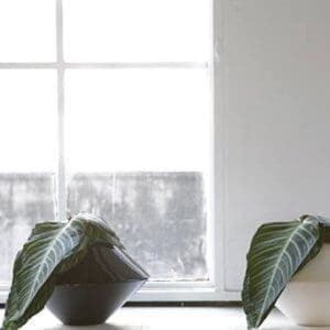 Architectural Pottery IN1