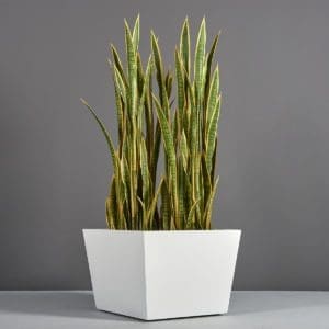Bergen Tapered Square Planter