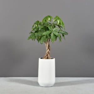 Hayden Tapered Round Planter