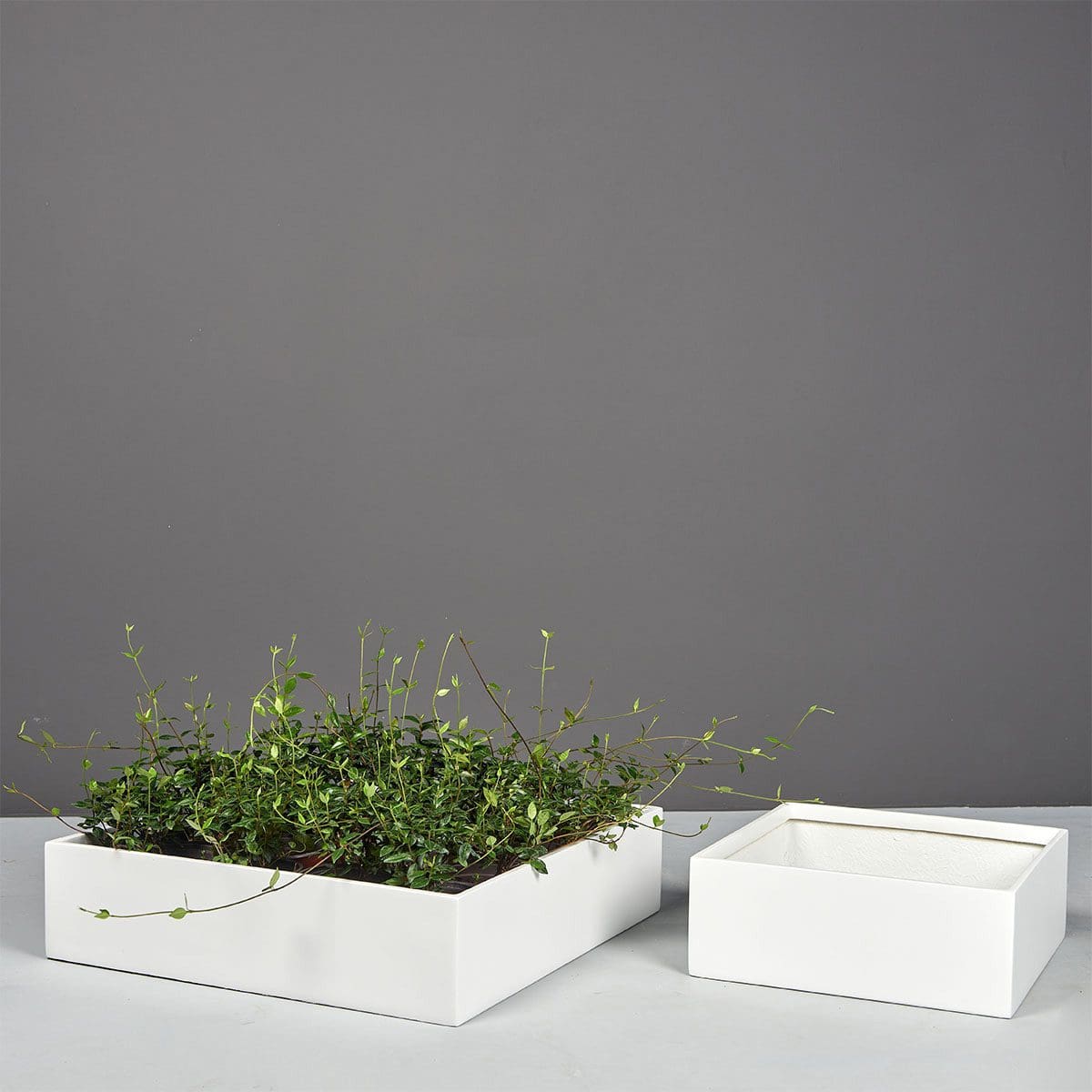 Ondara Square Tabletop Planter Ondara Square Tabletop Planter - Image 2